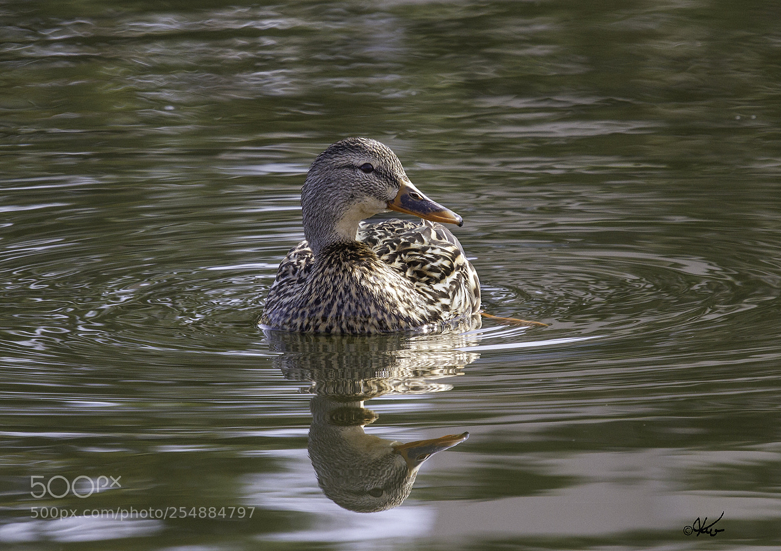 Canon EOS 7D sample photo. Female mallard o photography