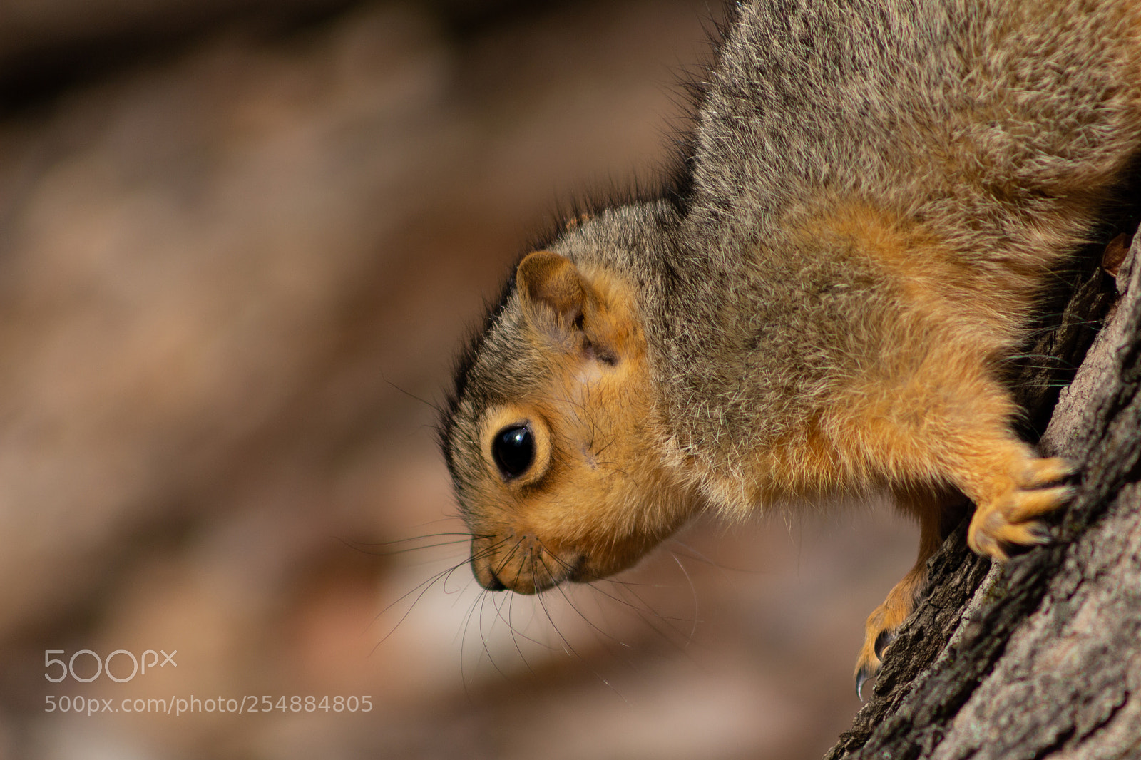 Canon EOS 700D (EOS Rebel T5i / EOS Kiss X7i) sample photo. Young squirrel descending photography