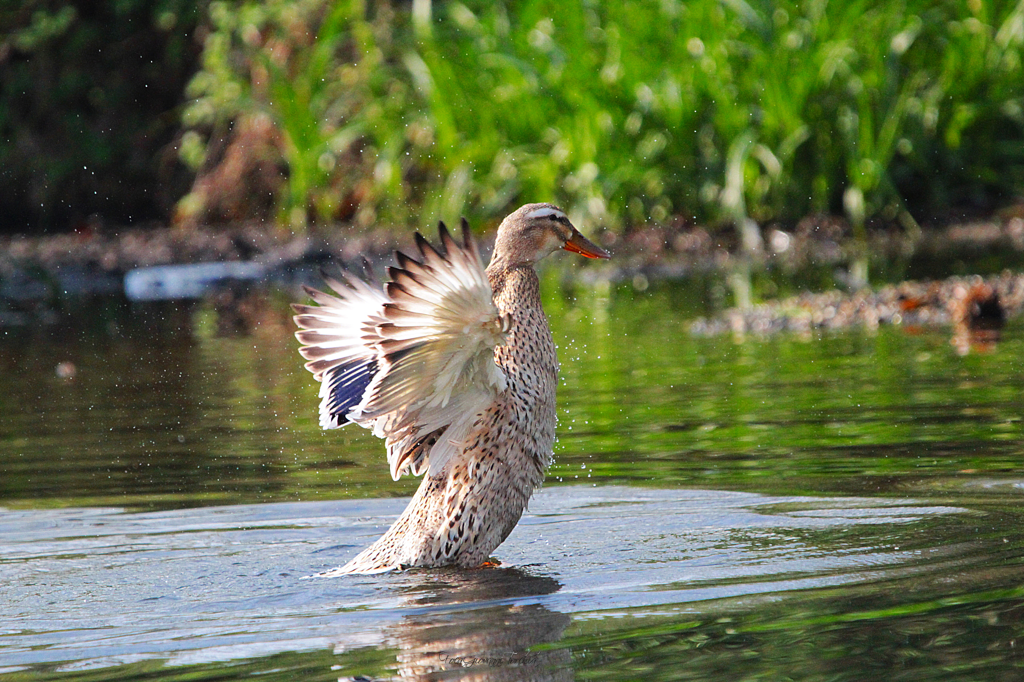 Sigma 150-600mm F5-6.3 DG OS HSM | C sample photo. Duck female photography