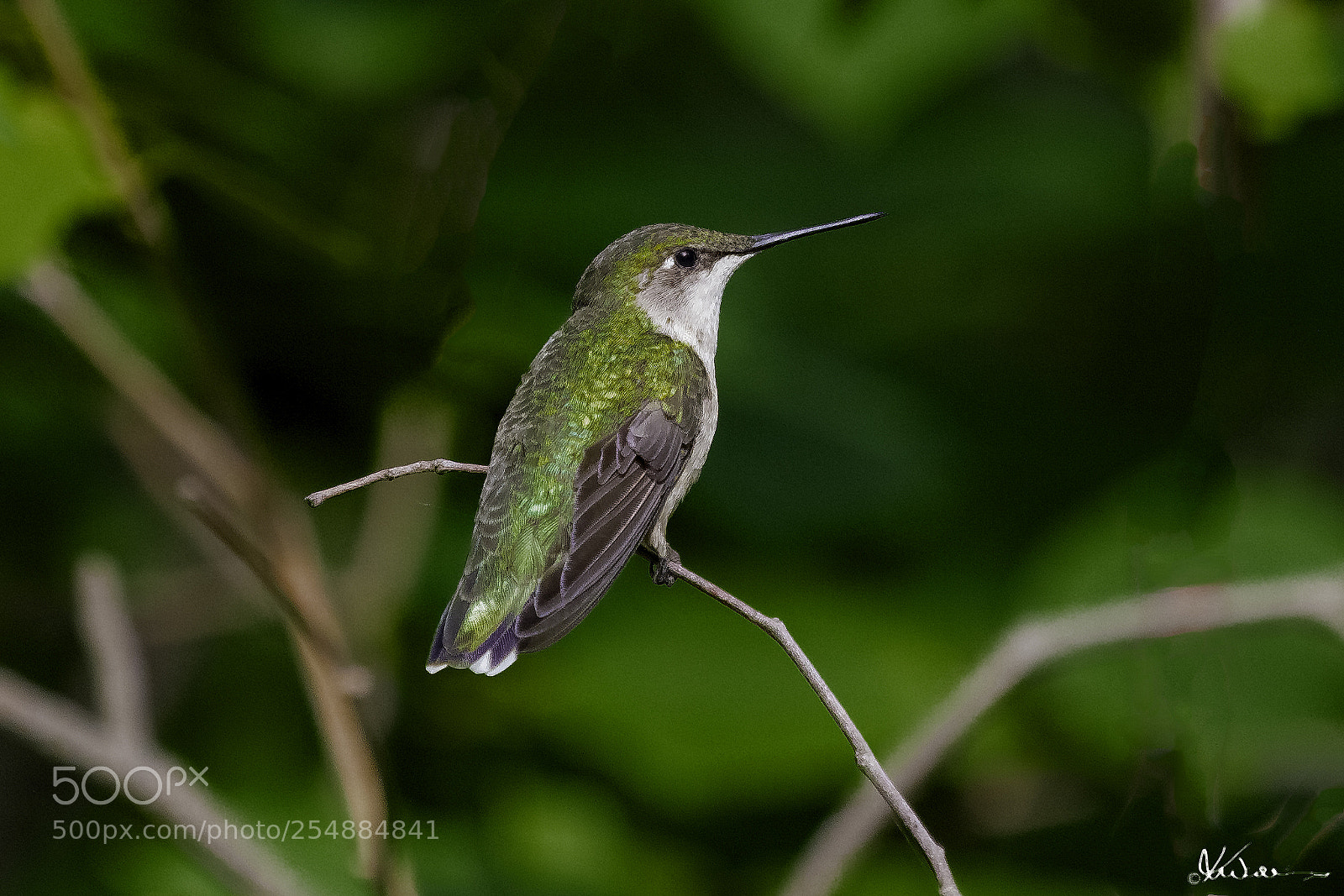 Canon EOS 7D sample photo. Female rubythroated hummer o photography
