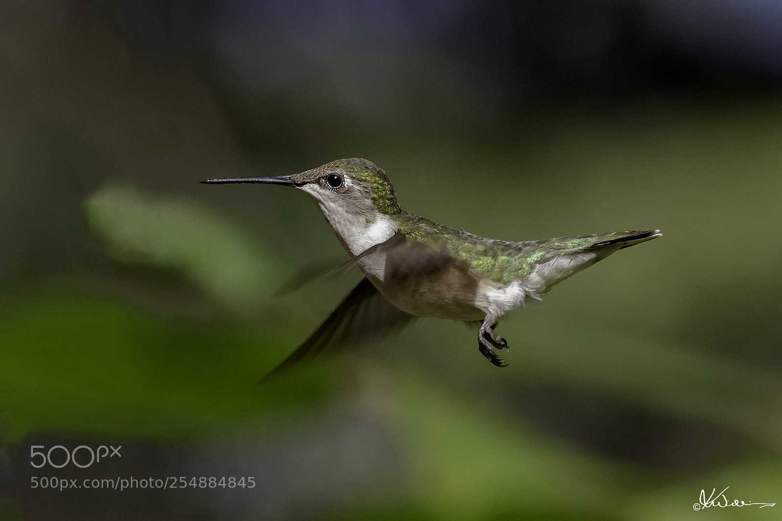 Canon EOS 7D sample photo. Female rubythroated hummer o photography