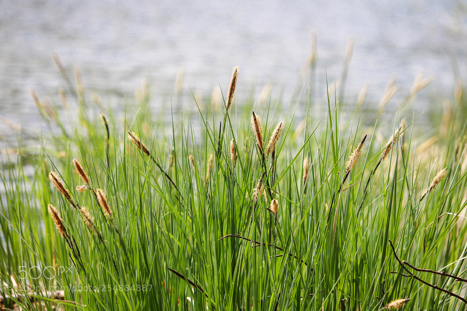 Canon EOS 750D (EOS Rebel T6i / EOS Kiss X8i) sample photo. Nahe am nussensee... photography