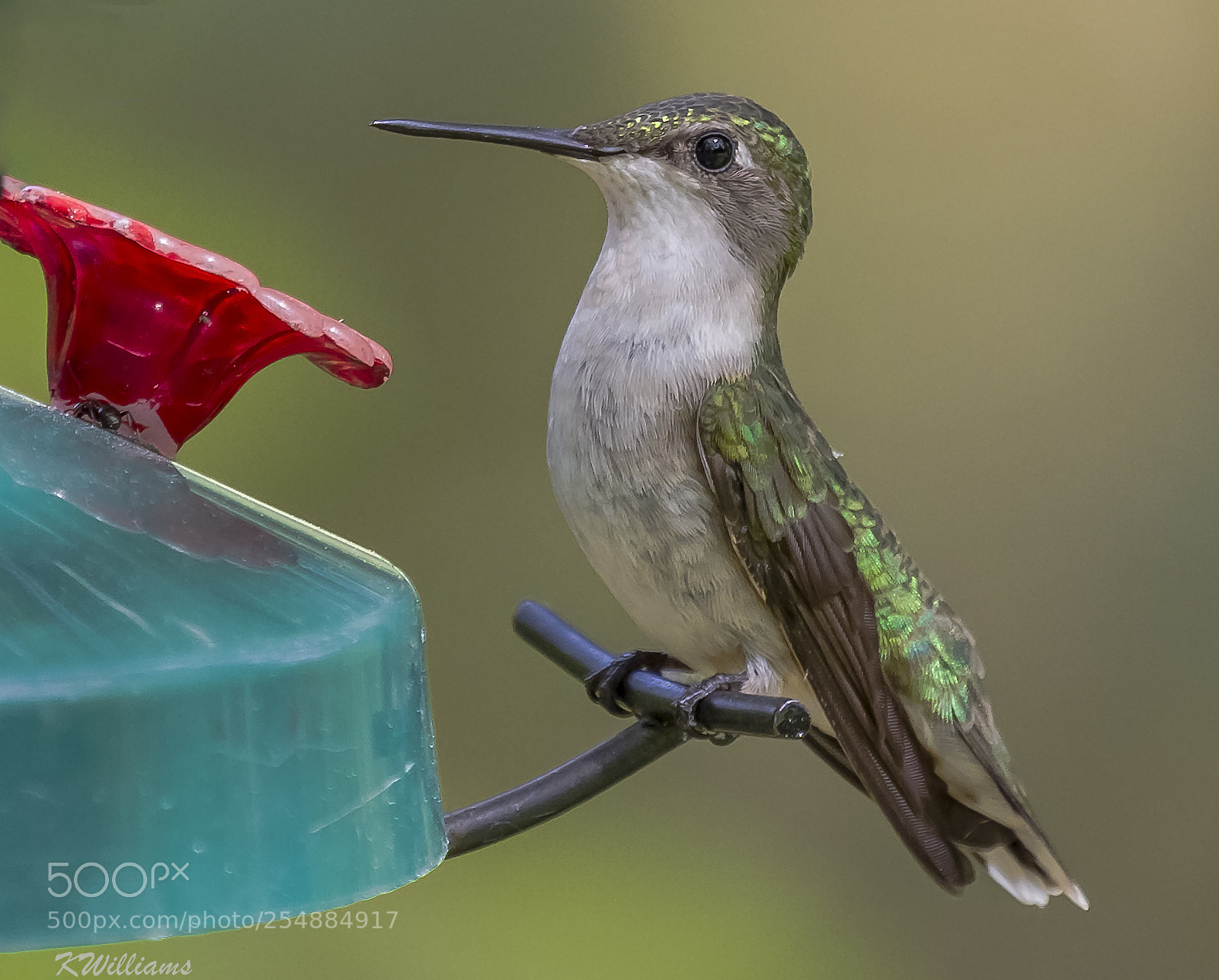 Canon EOS 7D sample photo. Female rudy throated o photography