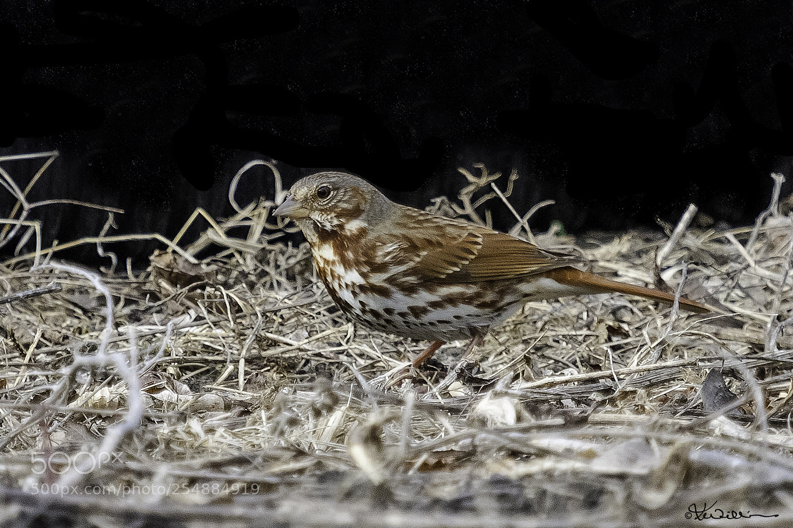 Canon EOS 7D sample photo. Fox sparrow o photography