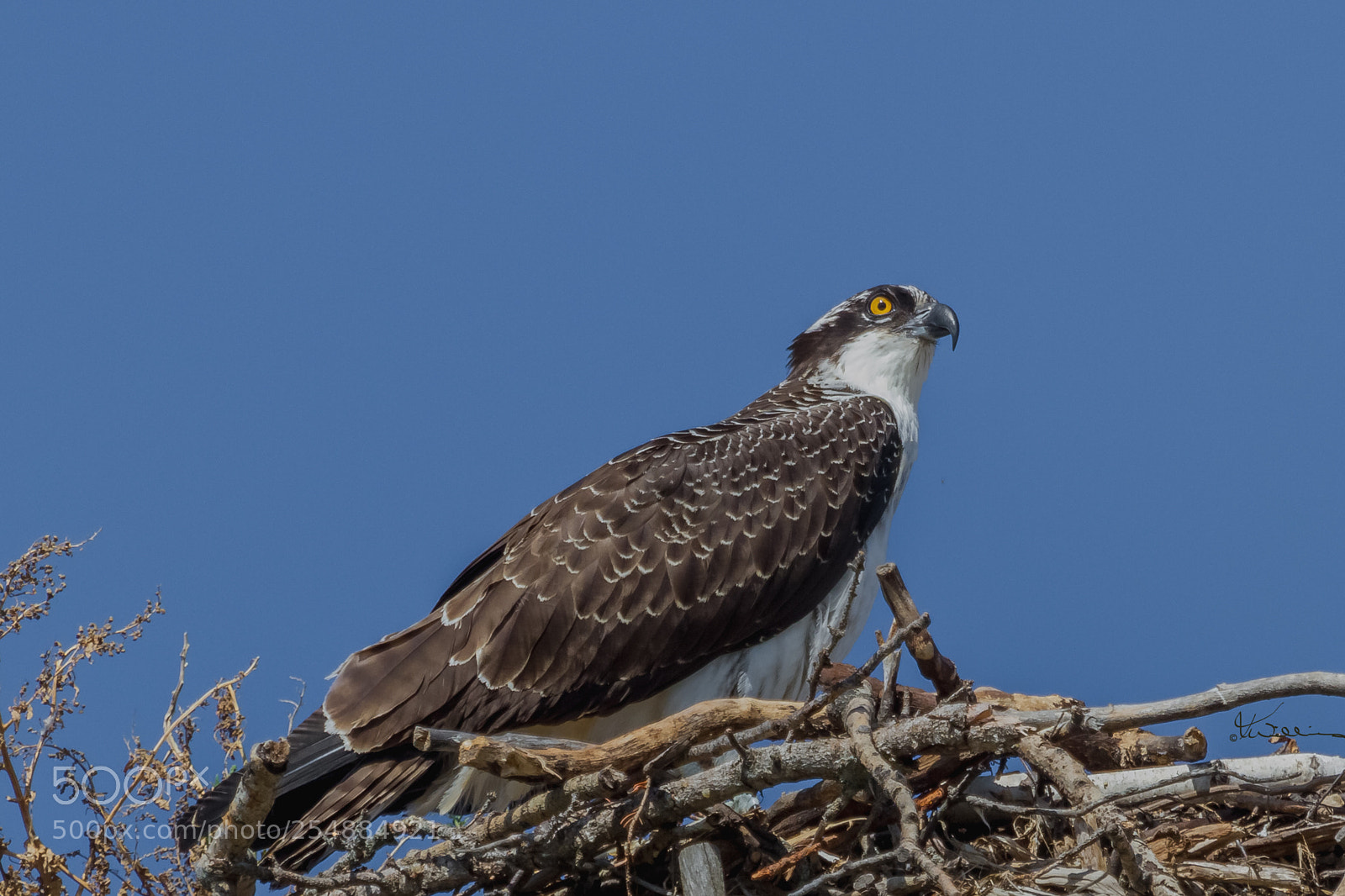 Canon EOS 7D sample photo. Fledgling osprey o photography