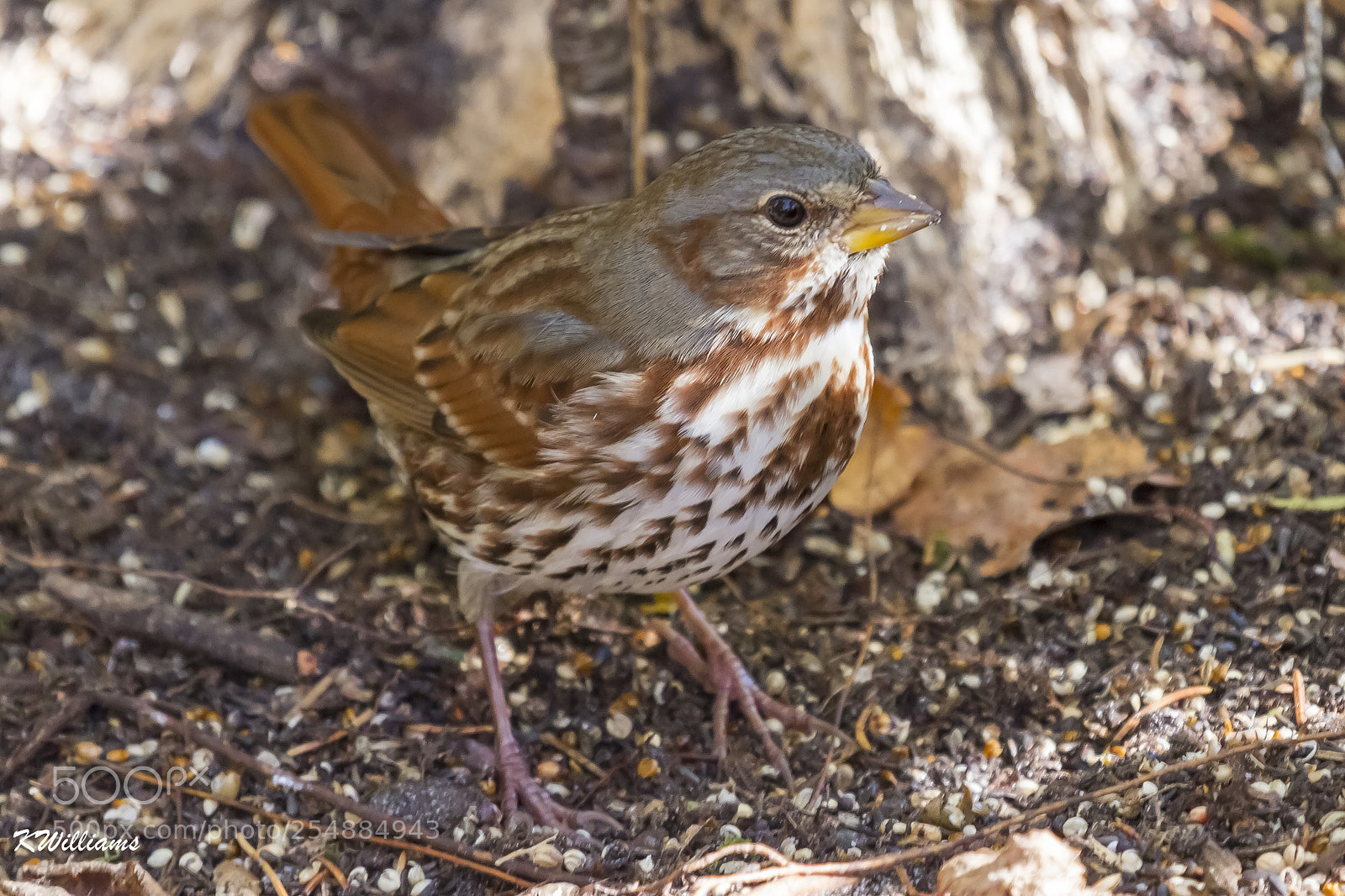Canon EOS 7D sample photo. Fox sparrow o photography