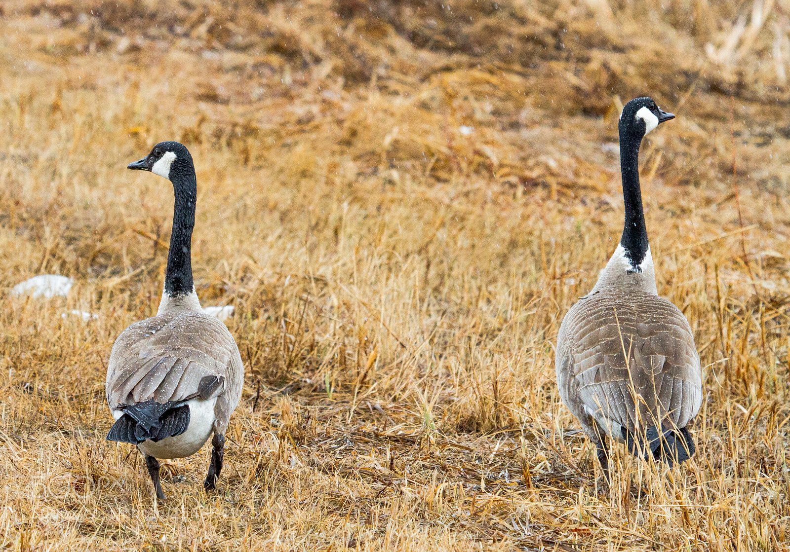 Canon EOS 7D sample photo. Geese in the rain photography