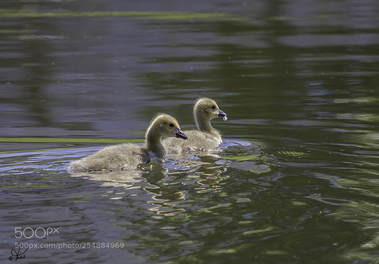 Canon EOS 7D sample photo. Goslings o photography