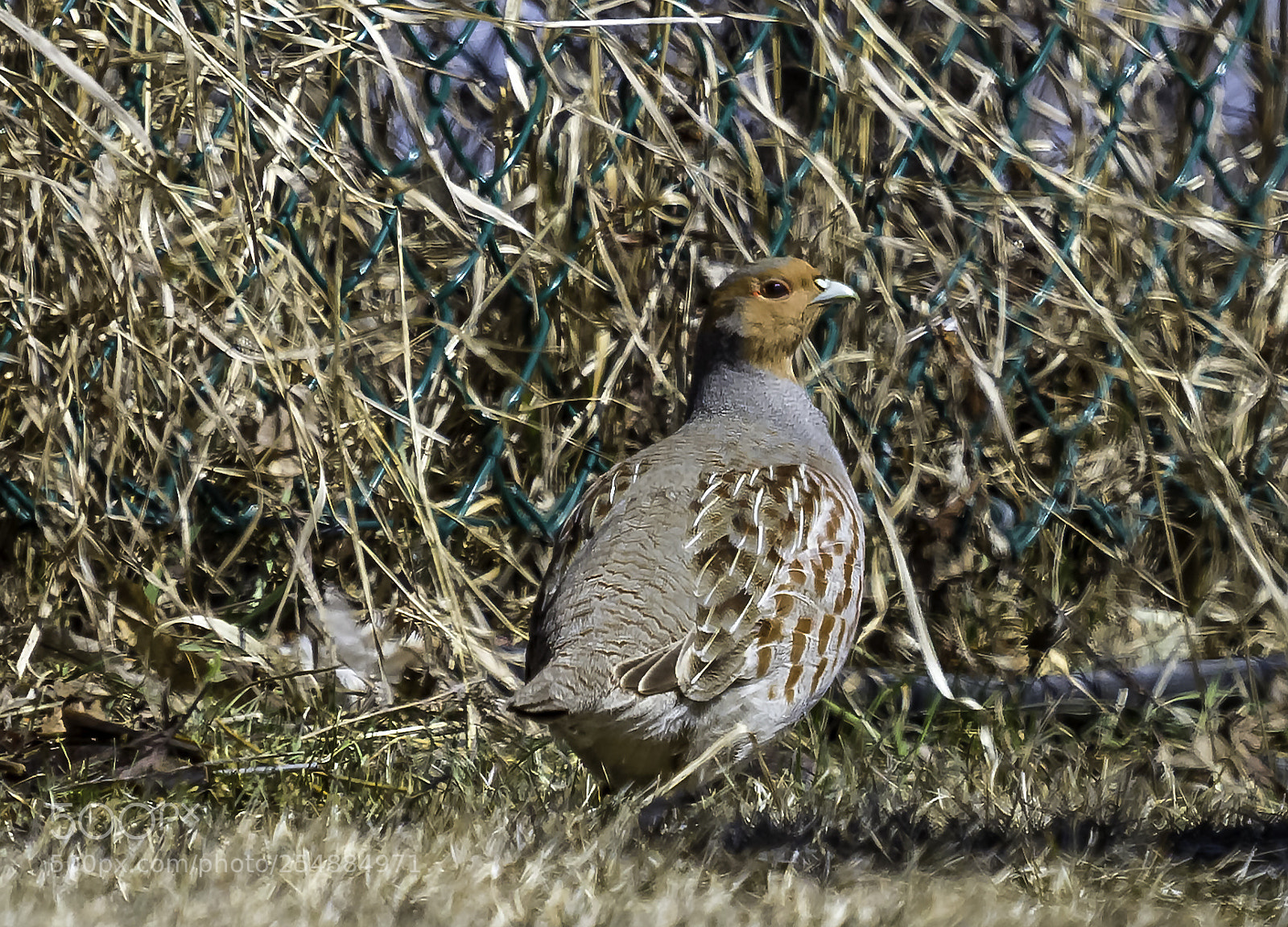 Canon EOS 7D sample photo. Grey partridge o photography