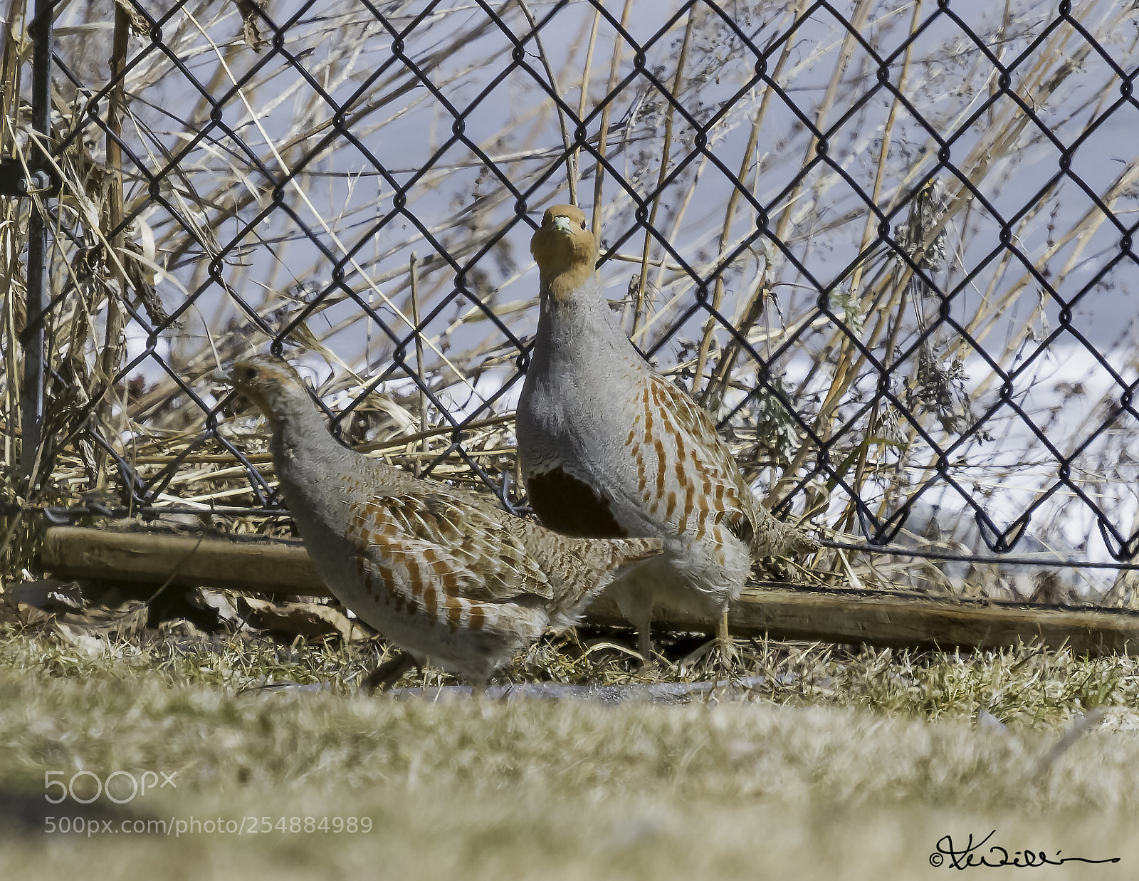 Canon EOS 7D sample photo. Grey partridge o photography
