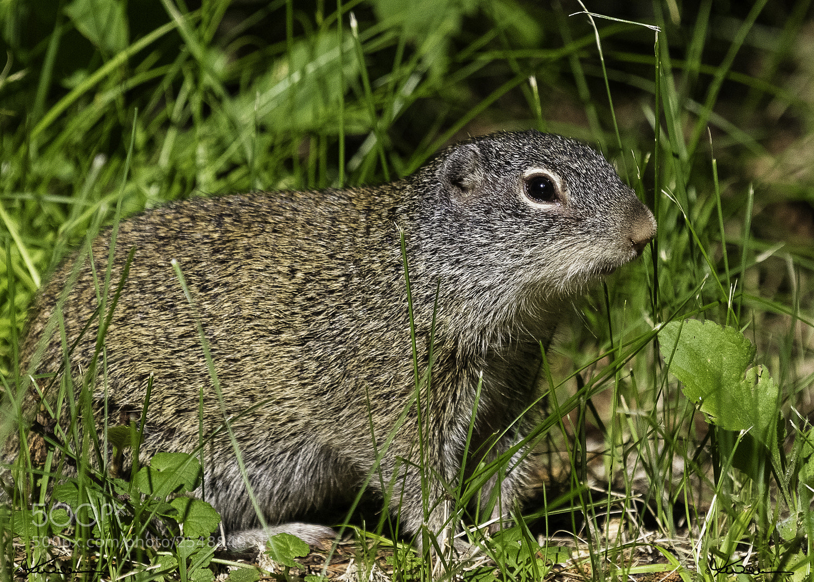 Canon EOS 7D sample photo. Ground squirrel o photography
