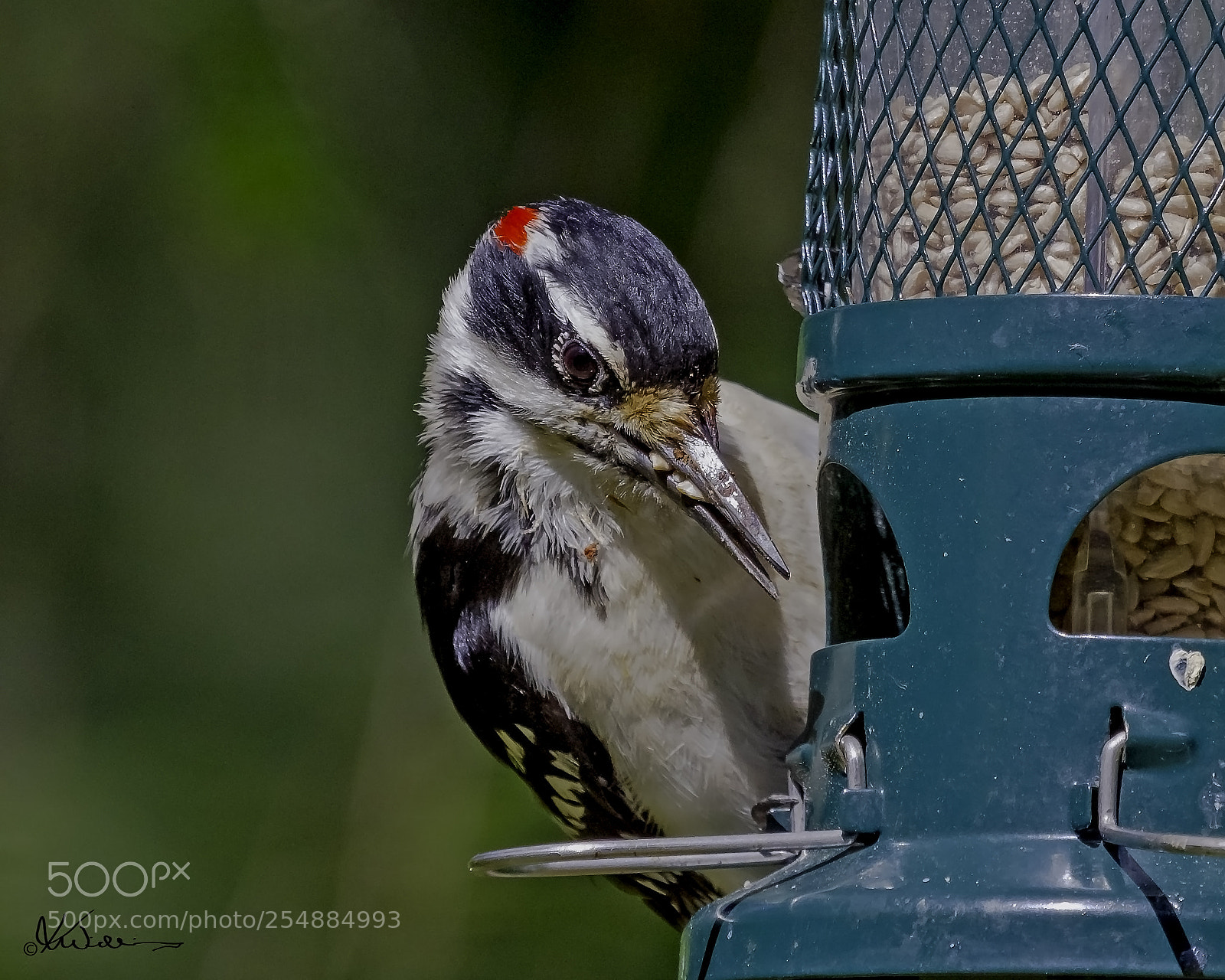 Canon EOS 7D sample photo. Hairy woodpecker o photography
