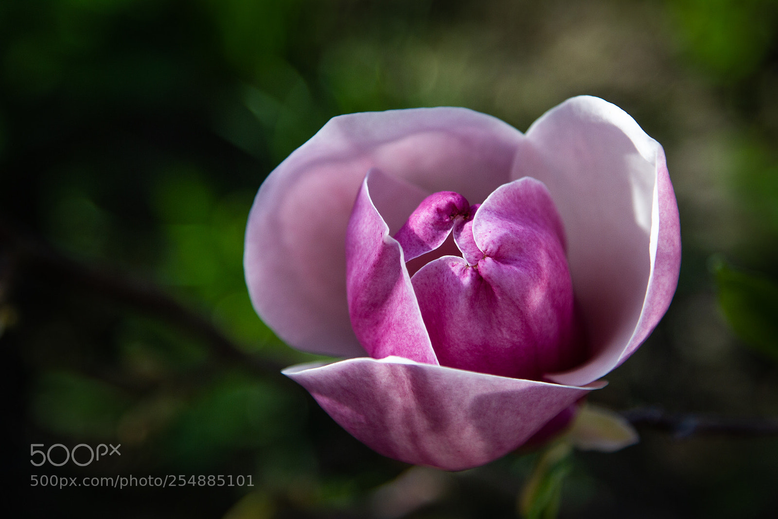 Canon EOS 7D sample photo. Magnolia photography