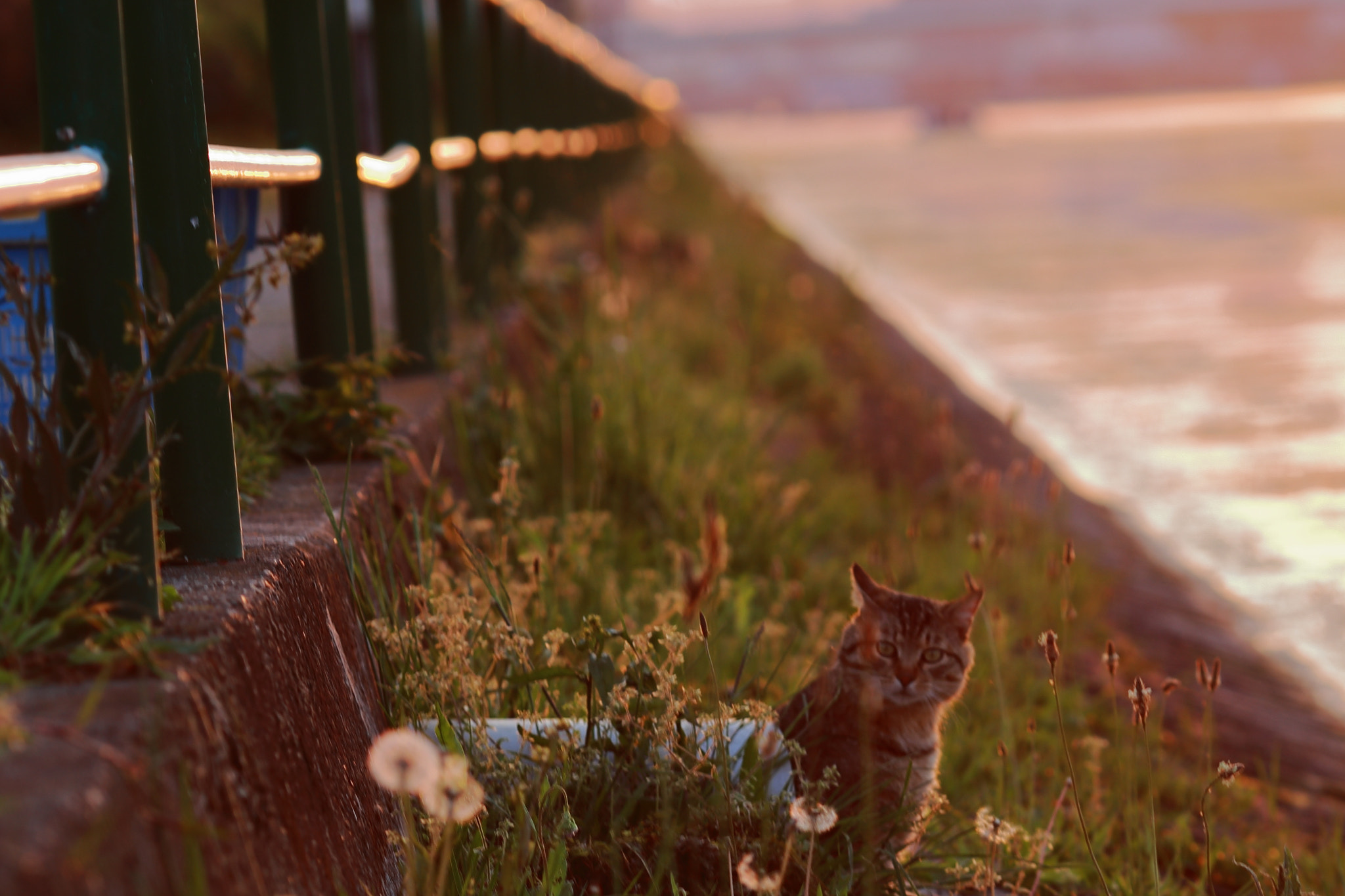 Canon EOS 6D + Canon EF 135mm F2L USM sample photo. Living in a blue water pipe photography