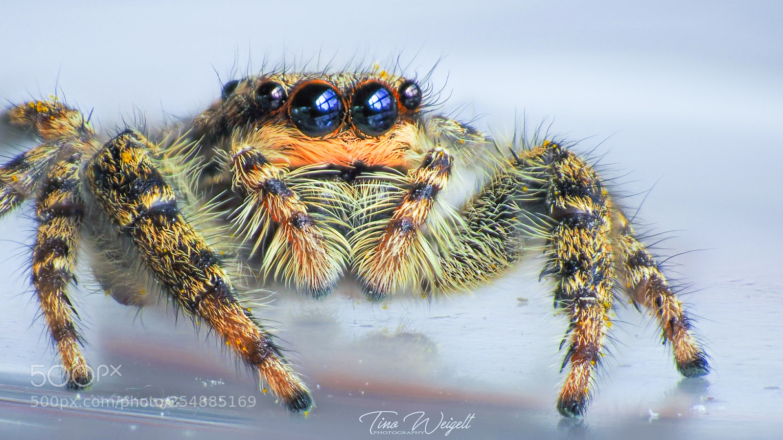 Olympus OM-D E-M10 II sample photo. Springspinne photography