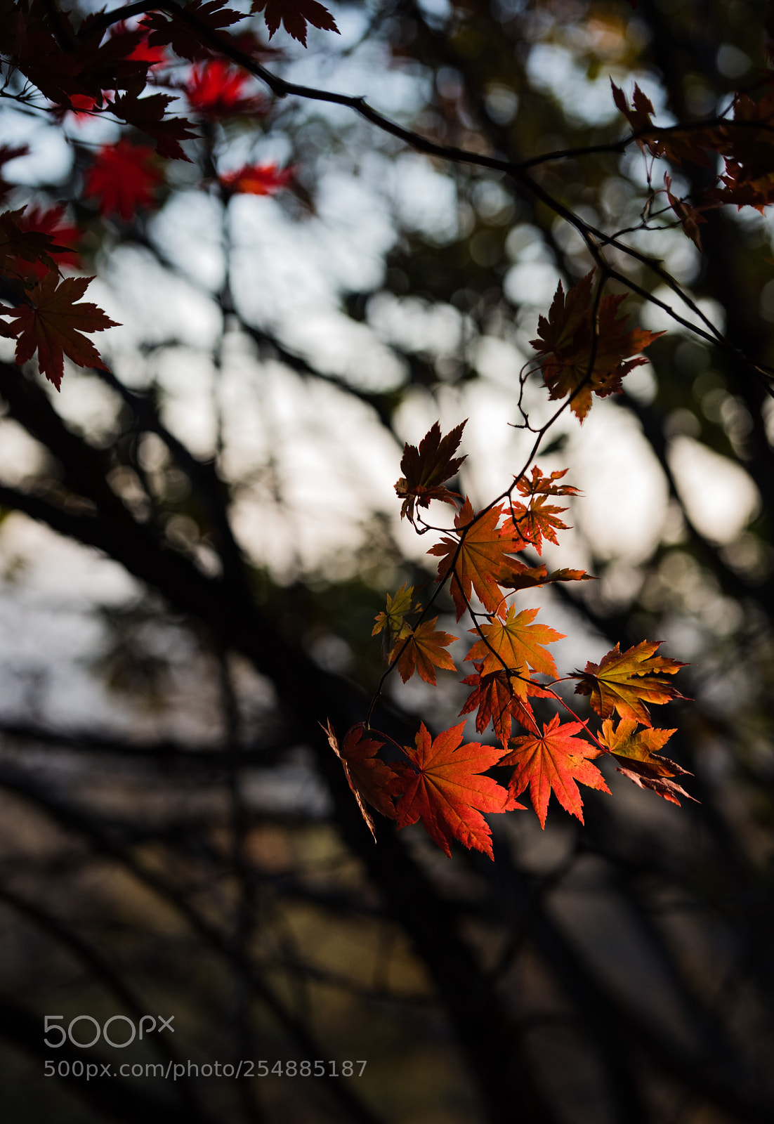 Nikon D810 sample photo. ? photography