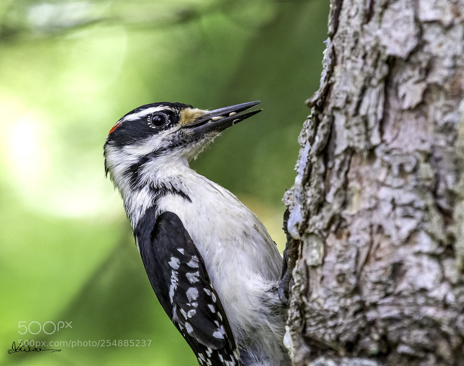 Canon EOS 7D sample photo. Hairy woodpecker o photography