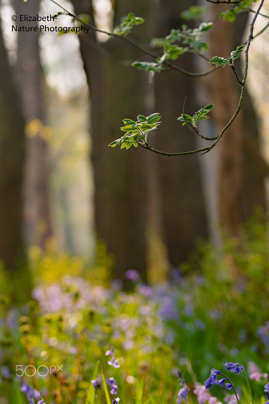 Nikon D500 + Sigma 105mm F2.8 EX DG OS HSM sample photo. Wildrijk; spring in the forest photography