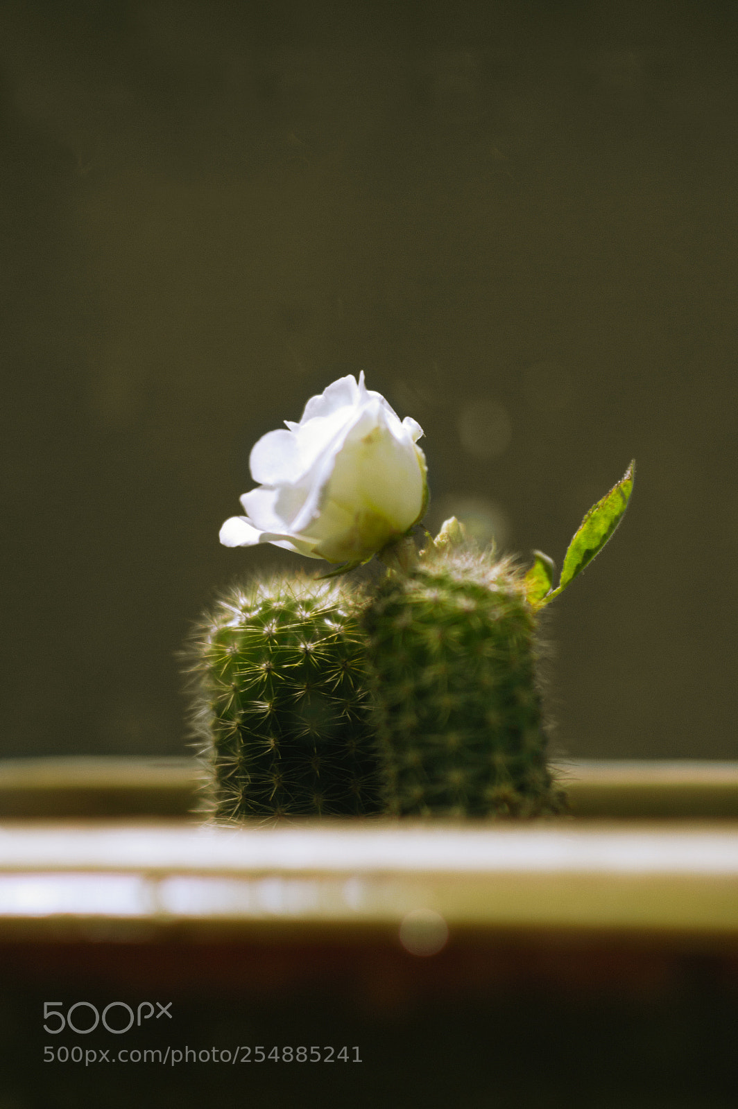 Nikon D3200 sample photo. Smooth with sharp photography