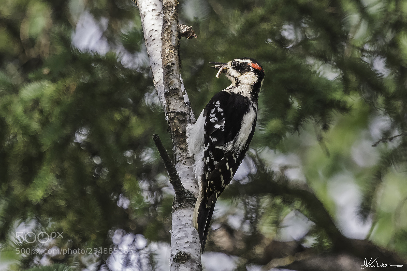 Canon EOS 7D sample photo. Hairy woodpecker o photography
