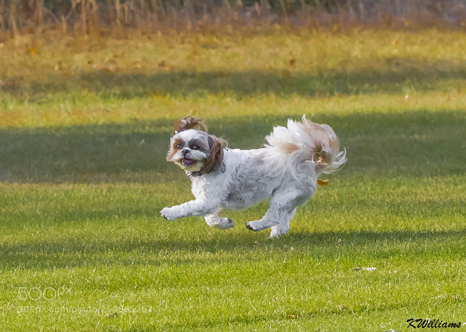 Canon EOS 7D sample photo. Happy dog o photography