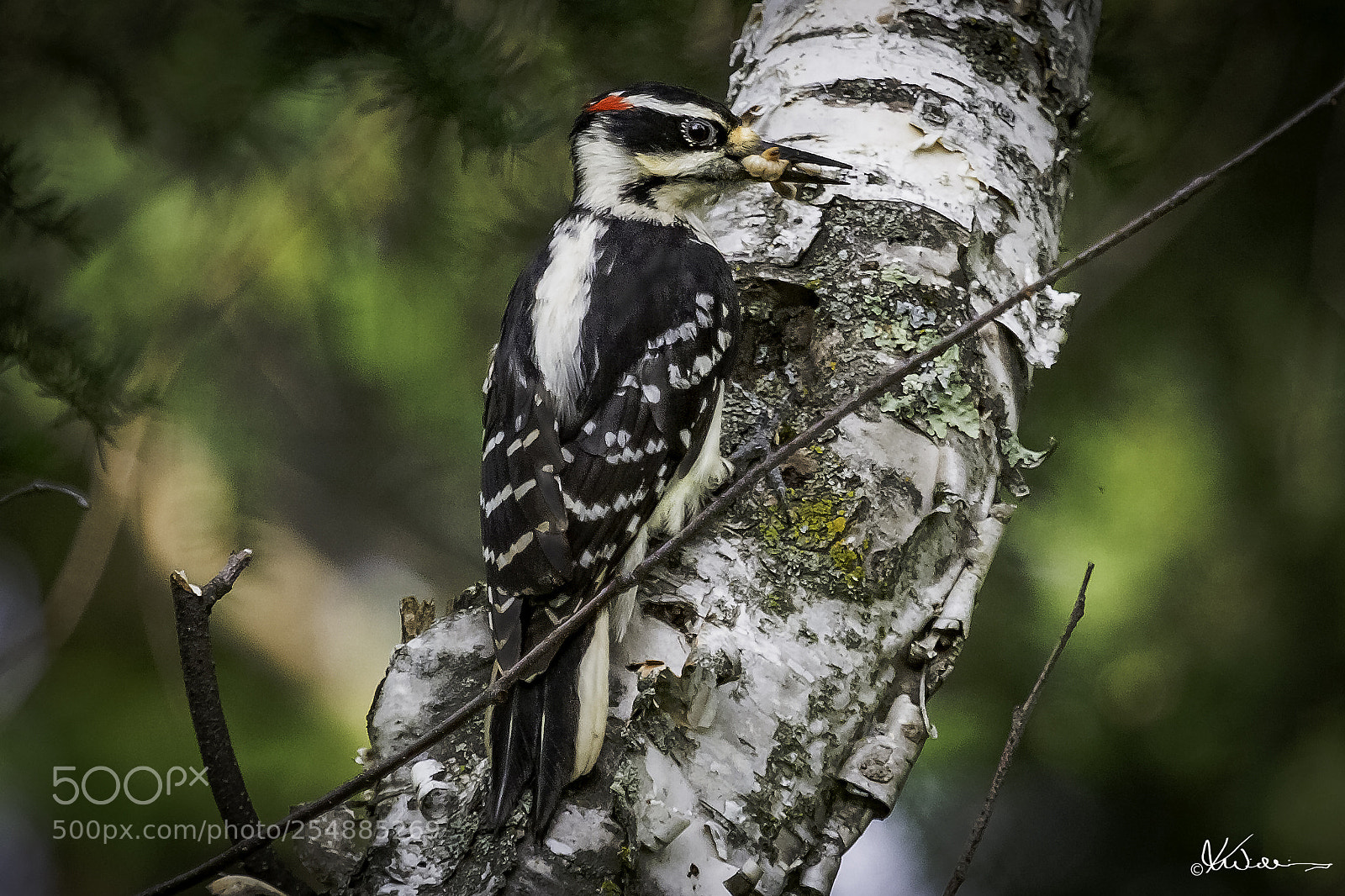 Canon EOS 7D sample photo. Hairy woodpecker o photography