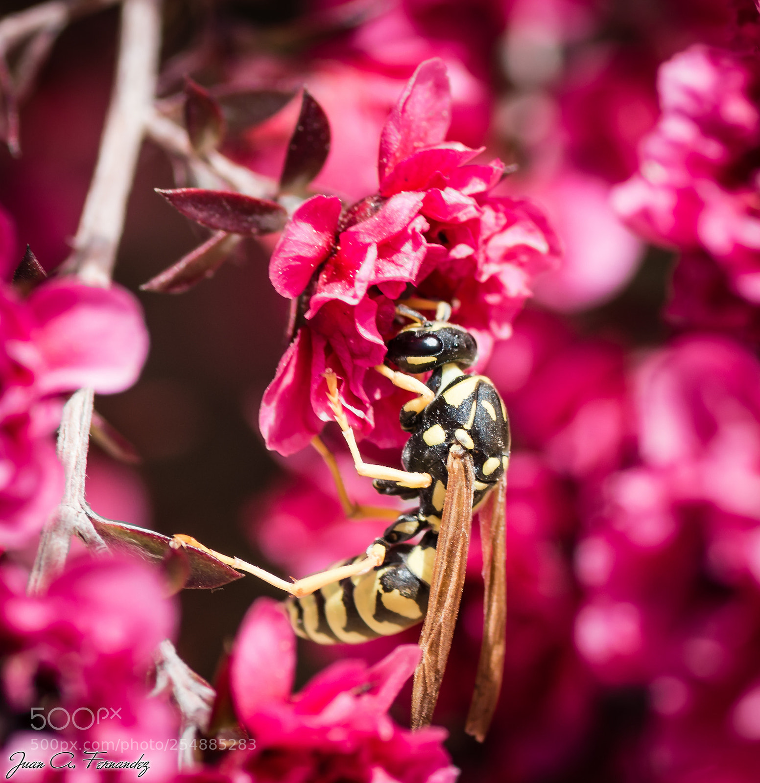 Nikon D7200 sample photo. Wasp lunch photography