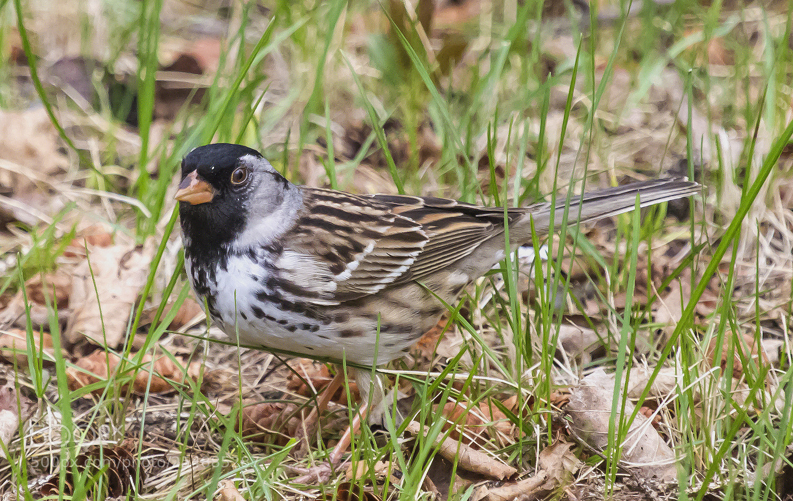 Canon EOS 7D sample photo. Harris sparrow o photography