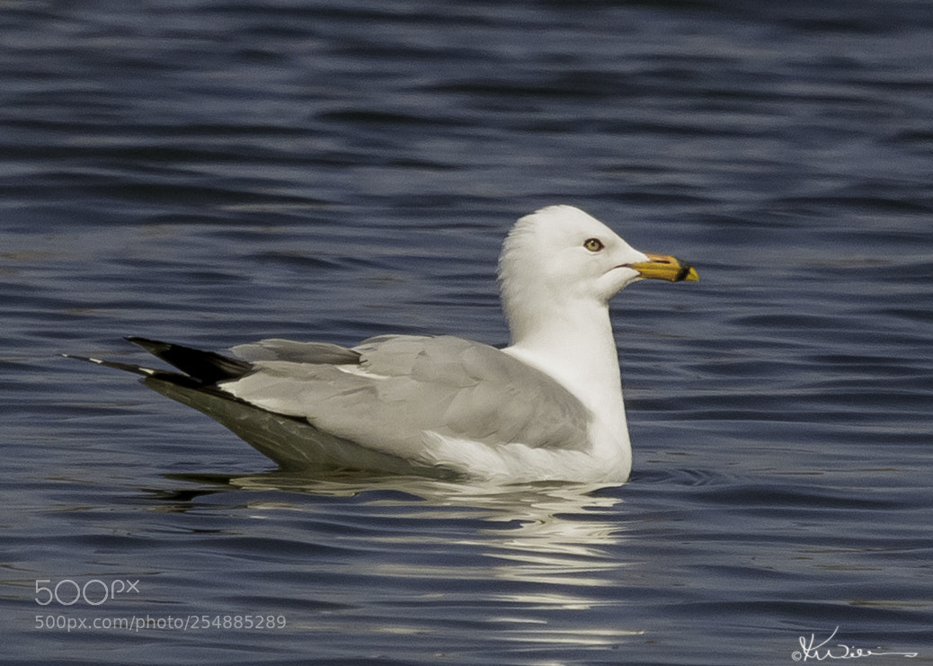 Canon EOS 7D sample photo. Herring gull o photography