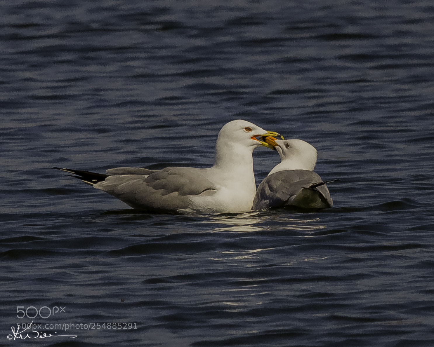 Canon EOS 7D sample photo. Herring gull o photography