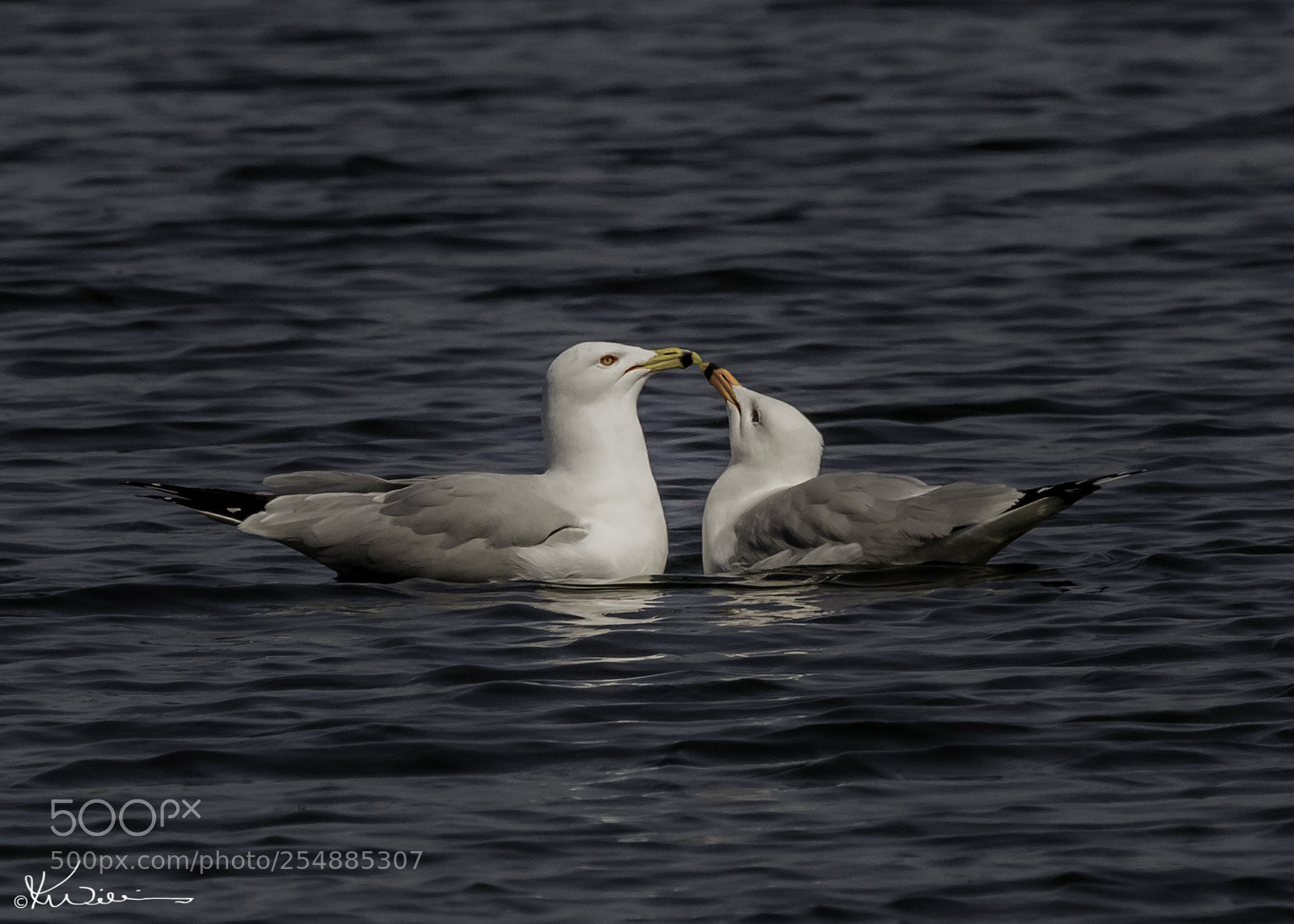 Canon EOS 7D sample photo. Herring gulls o photography
