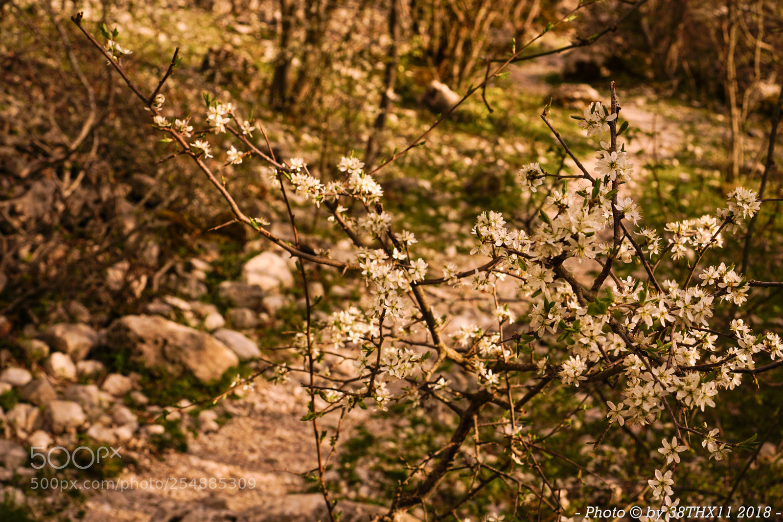Sony a6000 sample photo. Welcome spring! photography