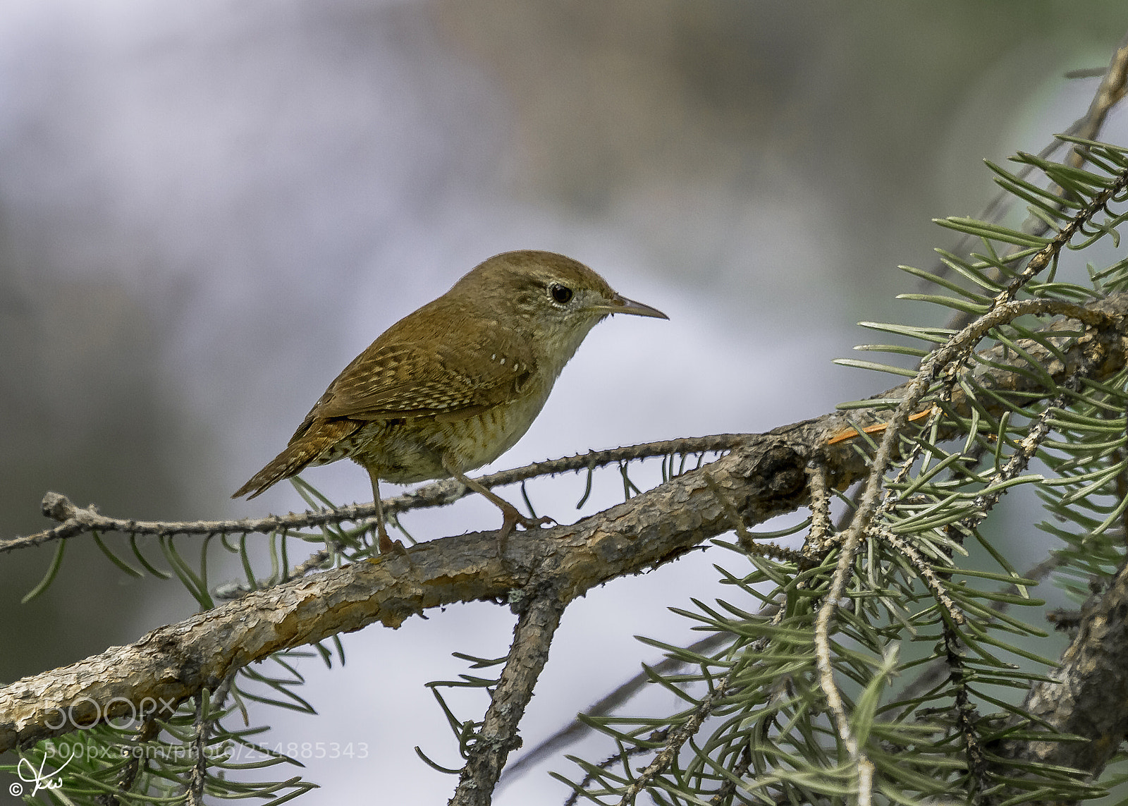 Canon EOS 7D sample photo. House wren o photography