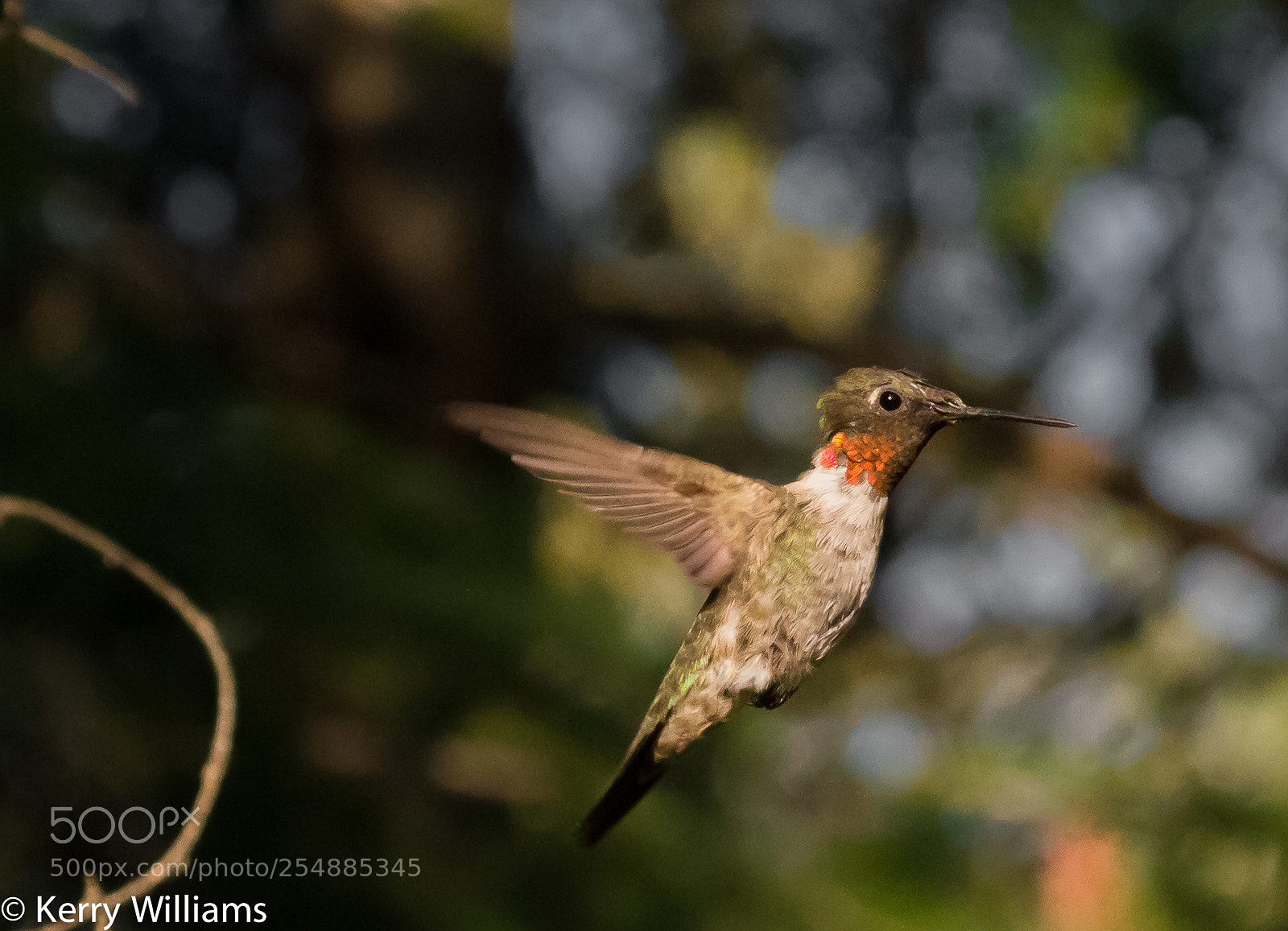 Canon EOS 7D sample photo. Hummer male o photography