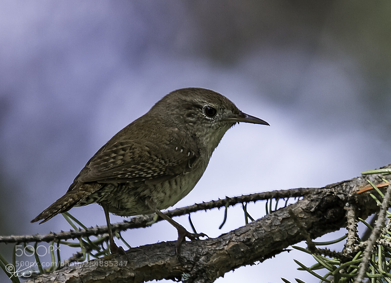 Canon EOS 7D sample photo. House wren o photography