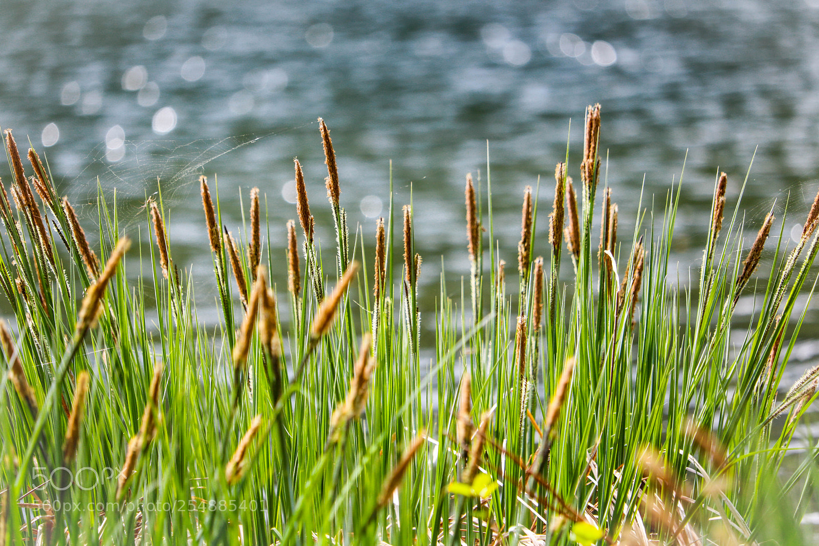 Canon EOS 750D (EOS Rebel T6i / EOS Kiss X8i) sample photo. Glitzern am nussensee... photography