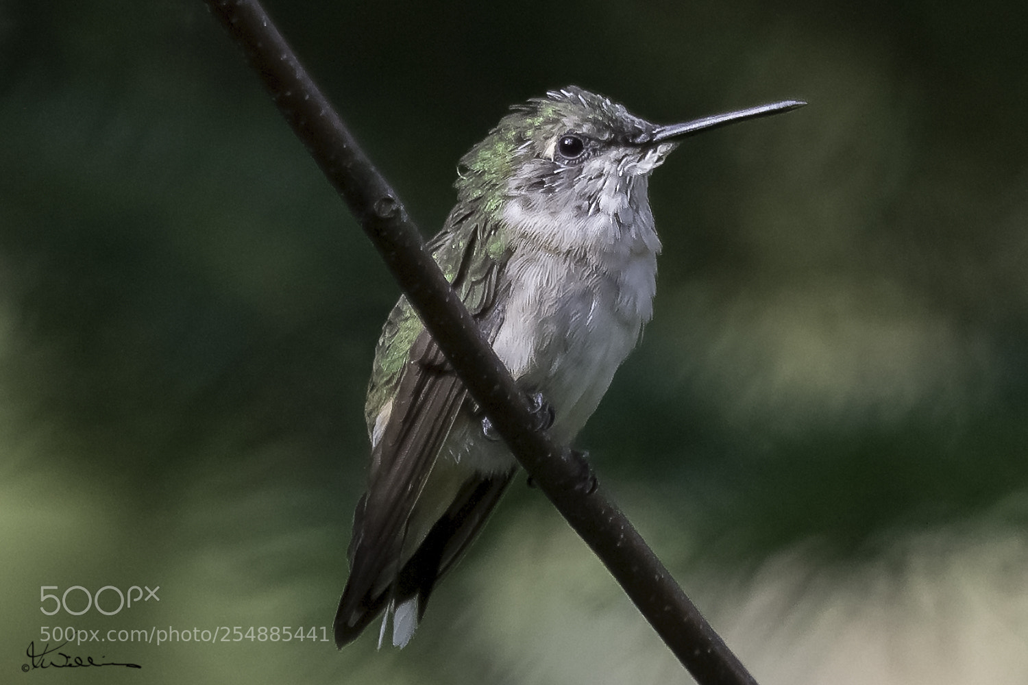 Canon EOS 7D sample photo. Juvenile rubythroated o photography