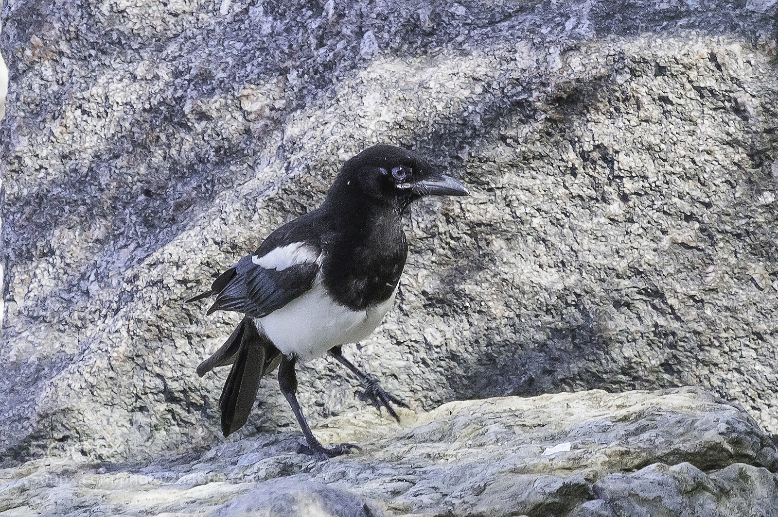 Canon EOS 7D sample photo. Juvenile magpie o photography