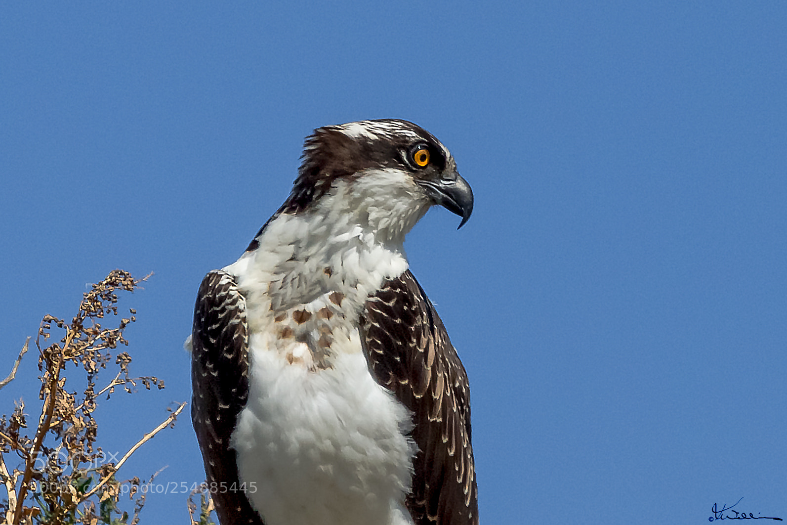 Canon EOS 7D sample photo. Juvenile osprey o photography