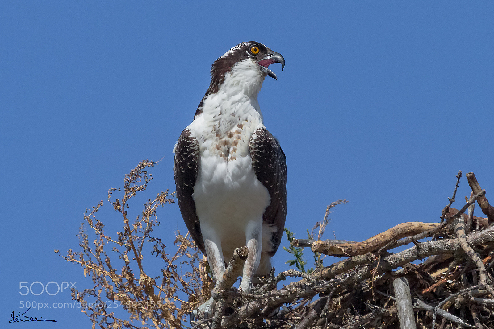Canon EOS 7D sample photo. Juvenile osprey o photography