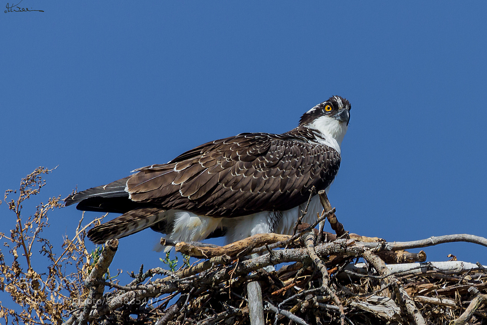 Canon EOS 7D sample photo. Juvenile osprey o photography