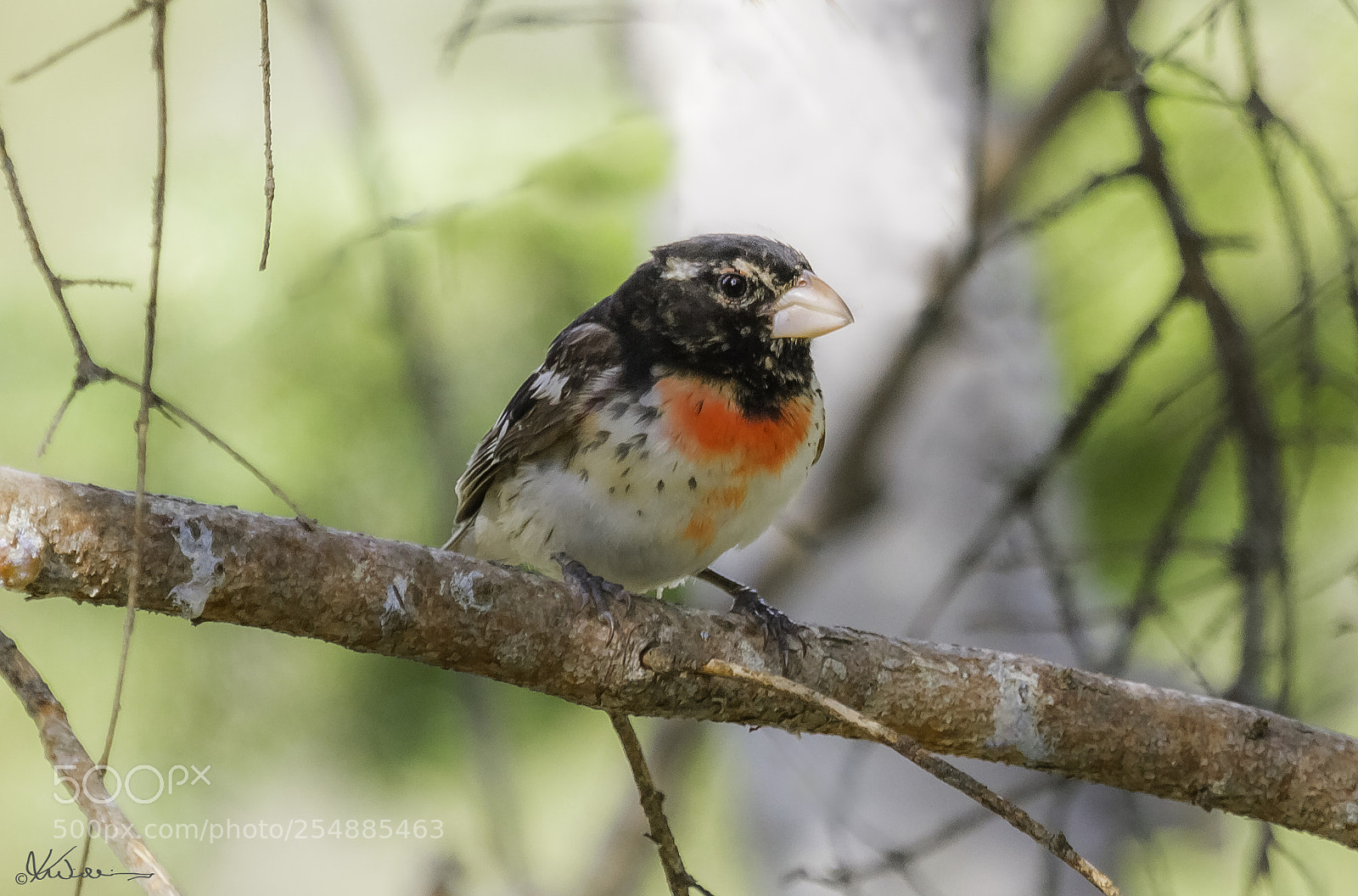 Canon EOS 7D sample photo. Juvenile rose breasted grosbeak photography
