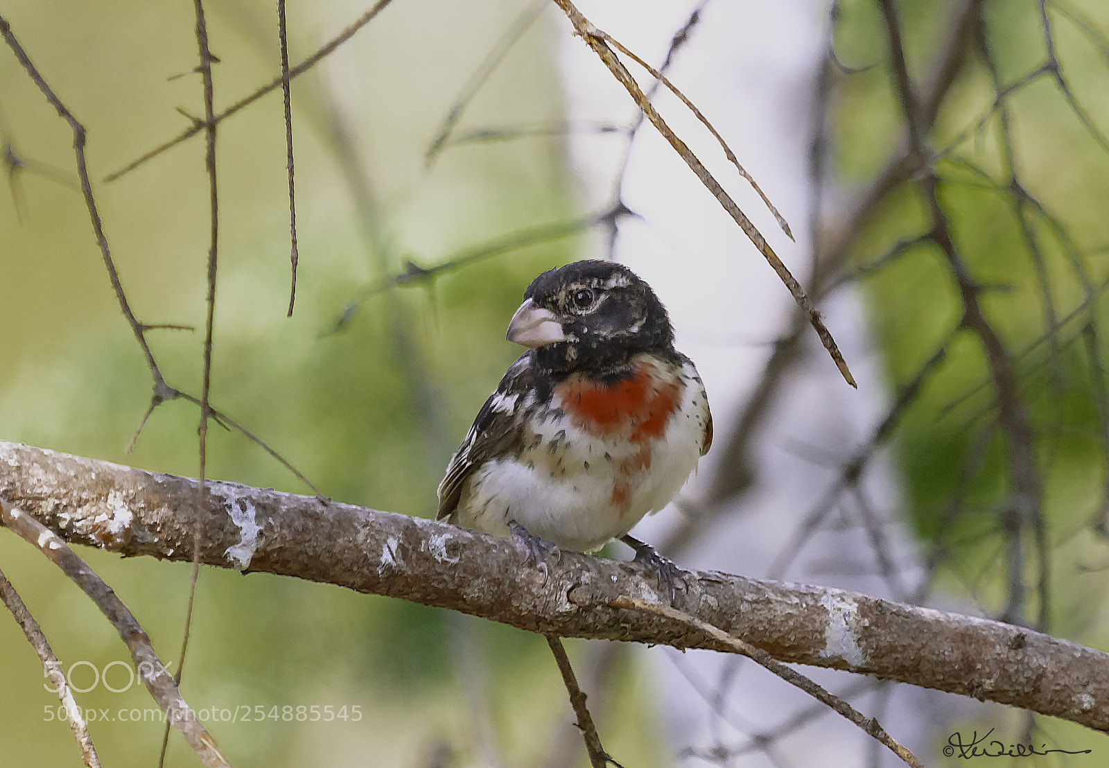 Canon EOS 7D sample photo. Juvenile rose breasted grosbeek photography