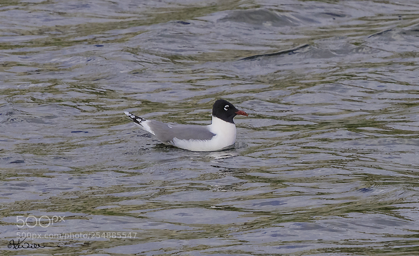 Canon EOS 7D sample photo. Laughing gull o photography