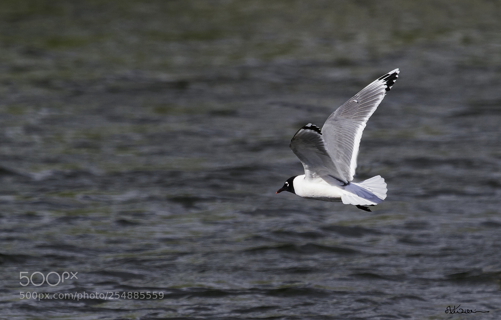 Canon EOS 7D sample photo. Laughing gull o photography