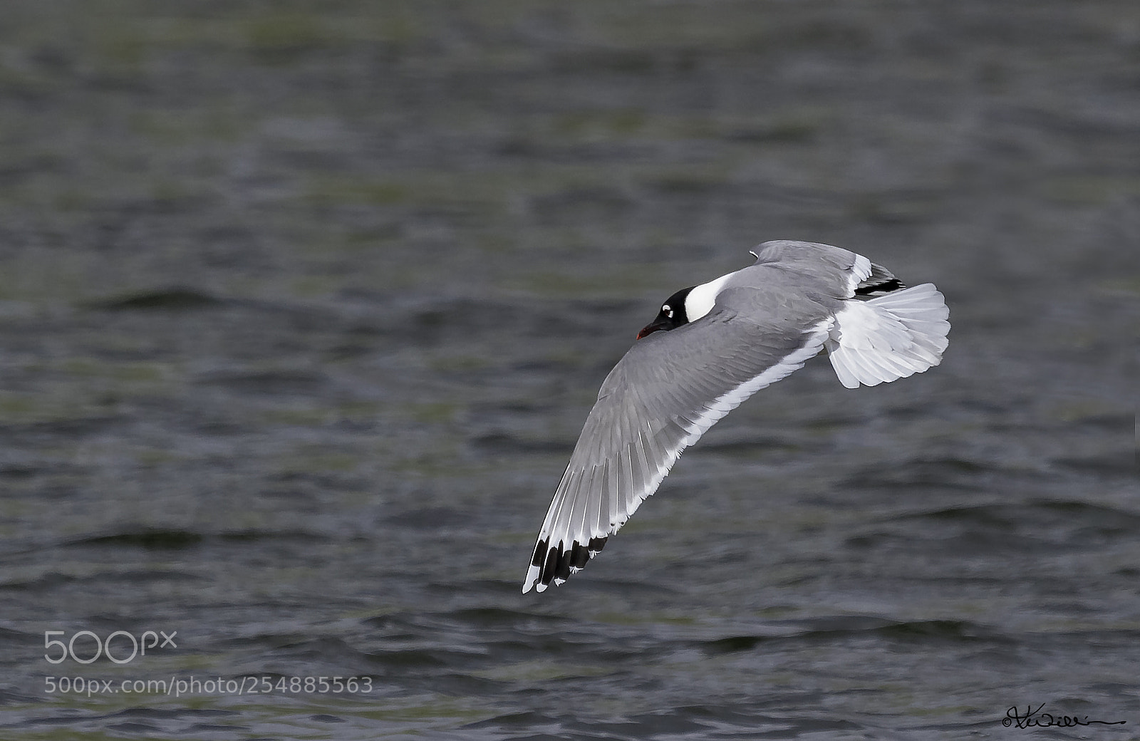 Canon EOS 7D sample photo. Laughing gull o photography