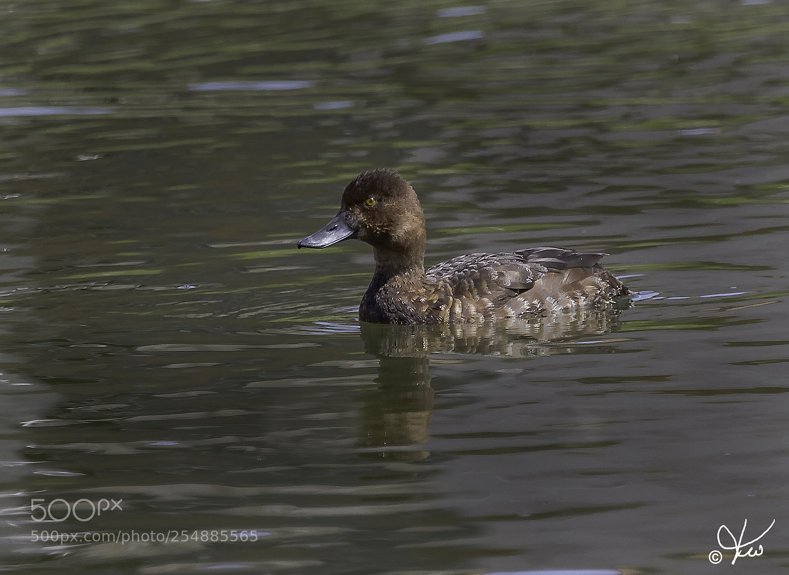 Canon EOS 7D sample photo. Lesser scaup hen juv photography
