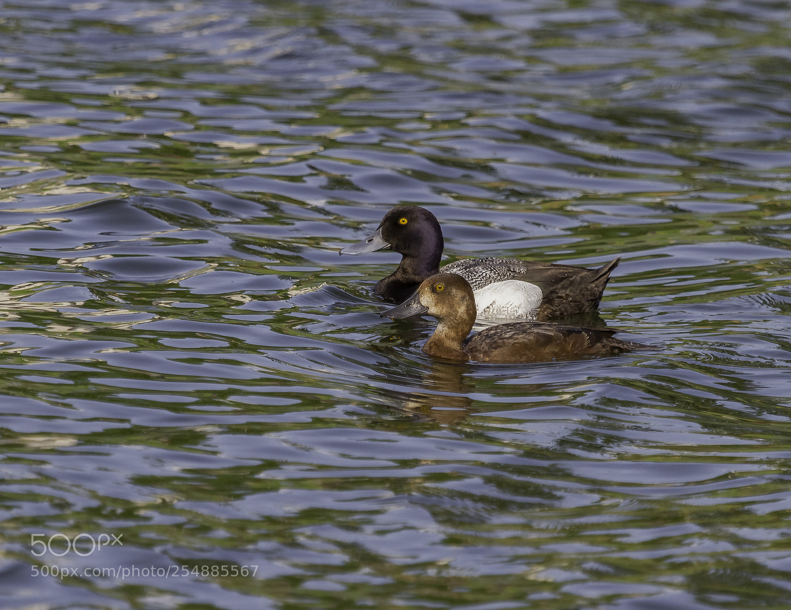 Canon EOS 7D sample photo. Lesser scaup pair o photography