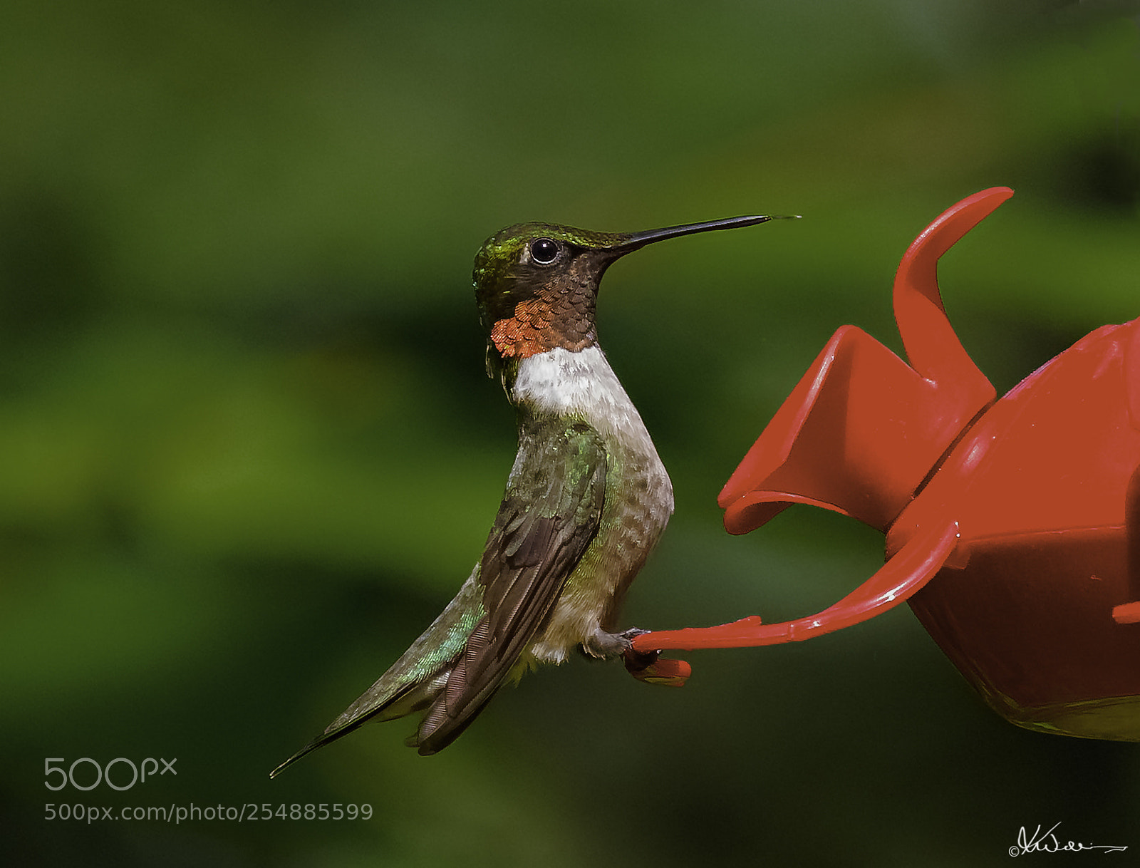 Canon EOS 7D sample photo. Male rubythroated hummer o photography