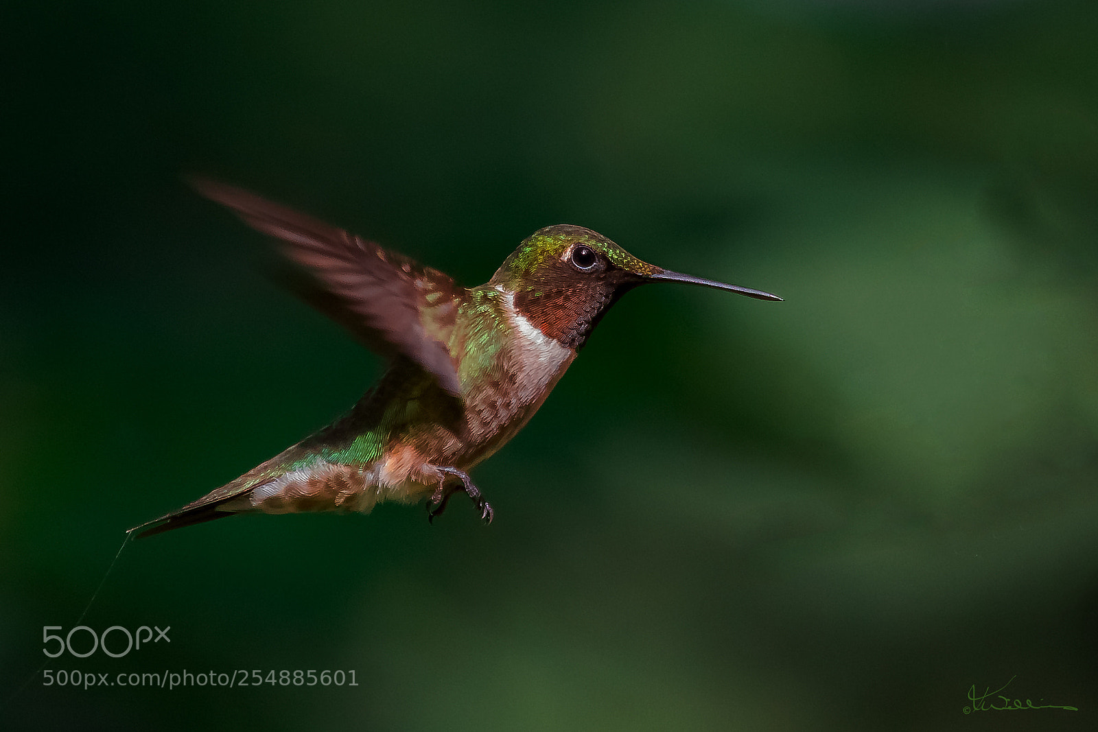 Canon EOS 7D sample photo. Male ruby throated hummer photography